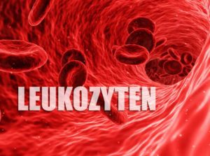Leukozyten – abweichender Normalwert Symptome