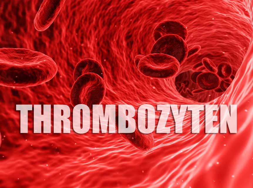 Thrombozyten – Normalwert zu niedrig oder zu hoch – Normwert verstehen