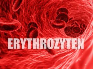Erythrozyten Definition und Normalwerte Tabelle