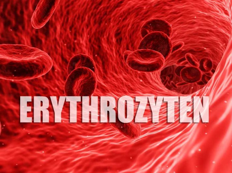 Erythrozyten Zu Niedrig Was Essen www.blutdruck-und-bluthochdruck.de